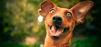 Cachorro muito feliz e divertido